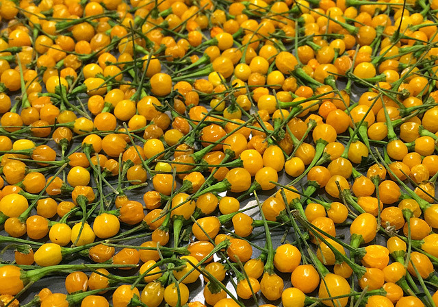 Theo mô tả, độ cay này thậm chí có thể "làm thủng" lưỡi. Vì thế, ớt Aji Charapita được khuyến cáo không nên ăn tươi. Ảnh: Getty