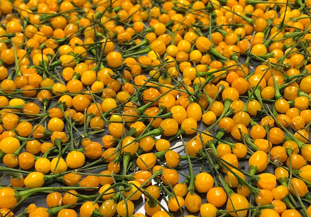 Theo mô tả, độ cay này thậm chí có thể "làm thủng" lưỡi. Vì thế, ớt Aji Charapita được khuyến cáo không nên ăn tươi. Ảnh: Getty