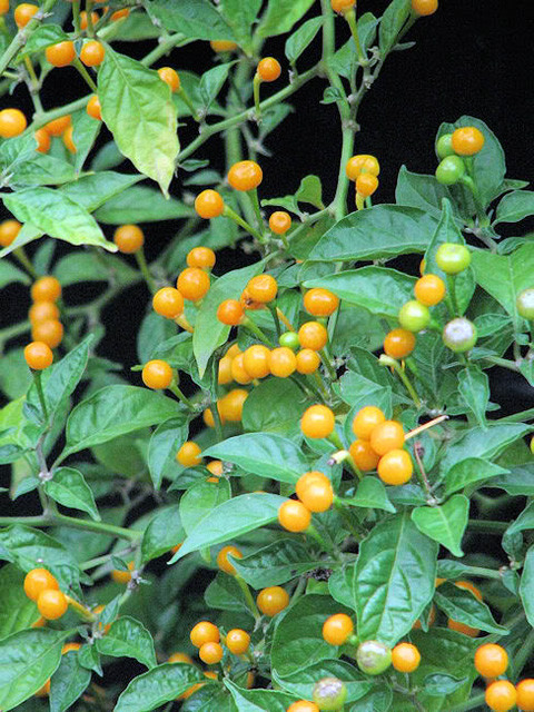 Ớt Charapita có giá đắt đỏ vì có các thành phần tốt cho sức khỏe, có thể giúp giảm đau, hỗ trợ tiêu hóa và chống viêm nhiễm tốt. Ảnh: Getty