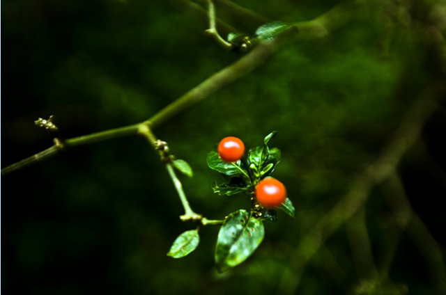 Khi còn tươi, ớt Aji Charapita rất cay nhưng nếu được sơ chế bằng cách sấy khô thì chúng có thể được sử dụng làm gia vị trong các món ăn với mùi vị rất dễ ăn, thậm chí trẻ con cũng có thể ăn được. Ảnh; Getty