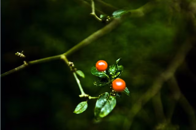 Khi còn tươi, ớt Aji Charapita rất cay nhưng nếu được sơ chế bằng cách sấy khô thì chúng có thể được sử dụng làm gia vị trong các món ăn với mùi vị rất dễ ăn, thậm chí trẻ con cũng có thể ăn được. Ảnh; Getty