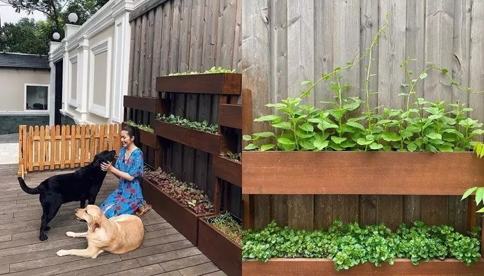 Trong nhà còn có khu vườn trồng đủ các loại rau xanh và cây ăn trái. Ảnh: FBNV