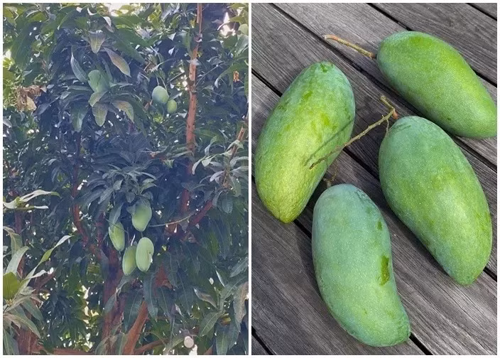 Xoài, cam, cóc, quýt..đều sai trĩu quả. Ảnh: FBNV