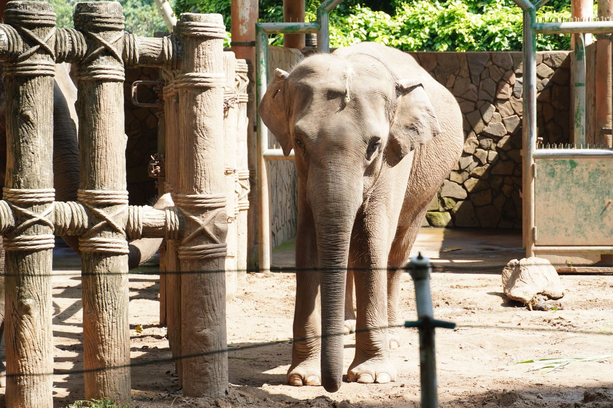 Thao cam vien Sai Gon 'qua tai' trong ngay dau nam 2022-Hinh-11