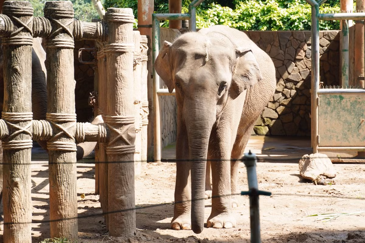 Thao cam vien Sai Gon 'qua tai' trong ngay dau nam 2022-Hinh-11