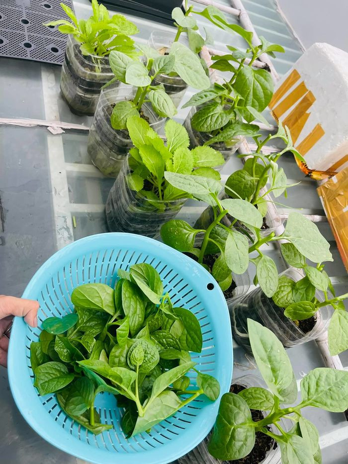 Hồ Bích Trâm tận dụng nhiều bình đựng nước làm chậu trồng rau để cây phát triển nhanh. Ảnh: FBNV