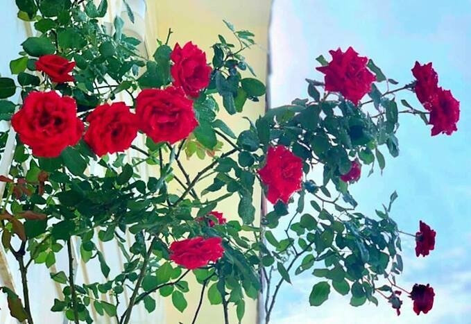 Các loại hoa hồng chủ đạo là hồng, đỏ, vàng...