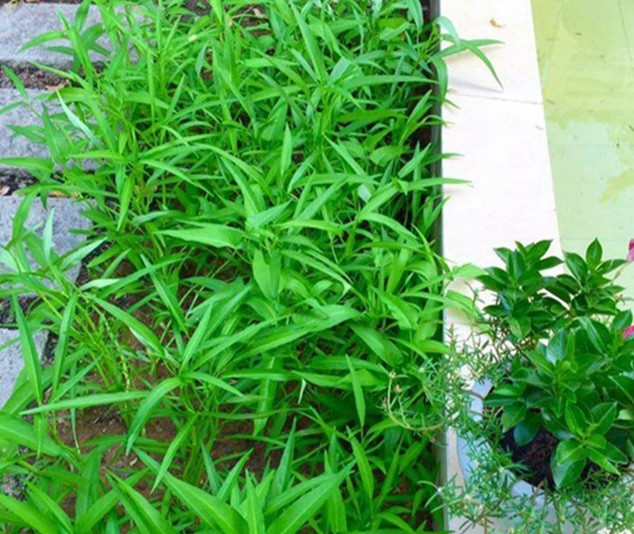 MC Quyền Linh cho biết chủ yếu là tưới nước đều đặn, bón phân theo đợt để cây phát triển tốt.