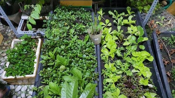 Cải ngọt, bí đỏ, rau lang, rau càng cua, rau thơm, tía tô và mồng tơi...đều tốt um. Ảnh: FB Cẩm Ly