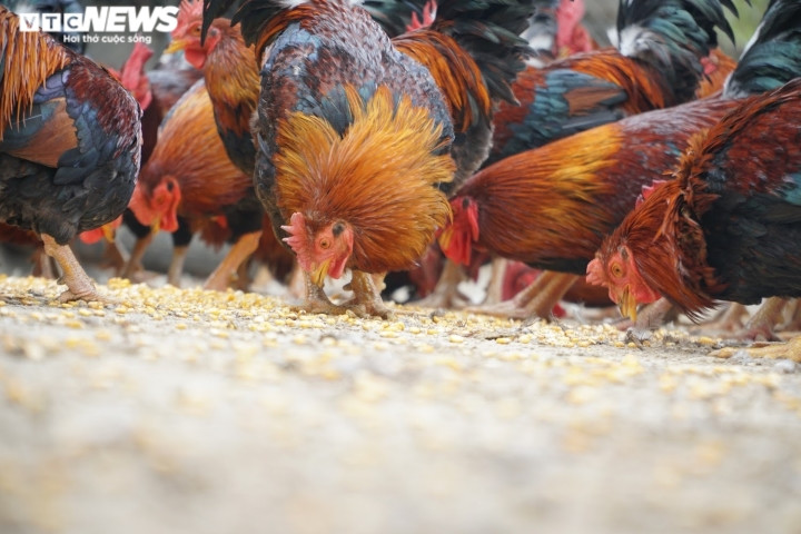 Những con gà “thái giám” hút khách bởi có mào màu đỏ chót, lông óng mượt, chân vàng ươm và chất lượng thịt ngon ngọt. Ảnh: VTCNews