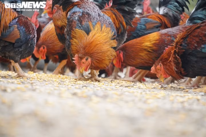 Những con gà “thái giám” hút khách bởi có mào màu đỏ chót, lông óng mượt, chân vàng ươm và chất lượng thịt ngon ngọt. Ảnh: VTCNews
