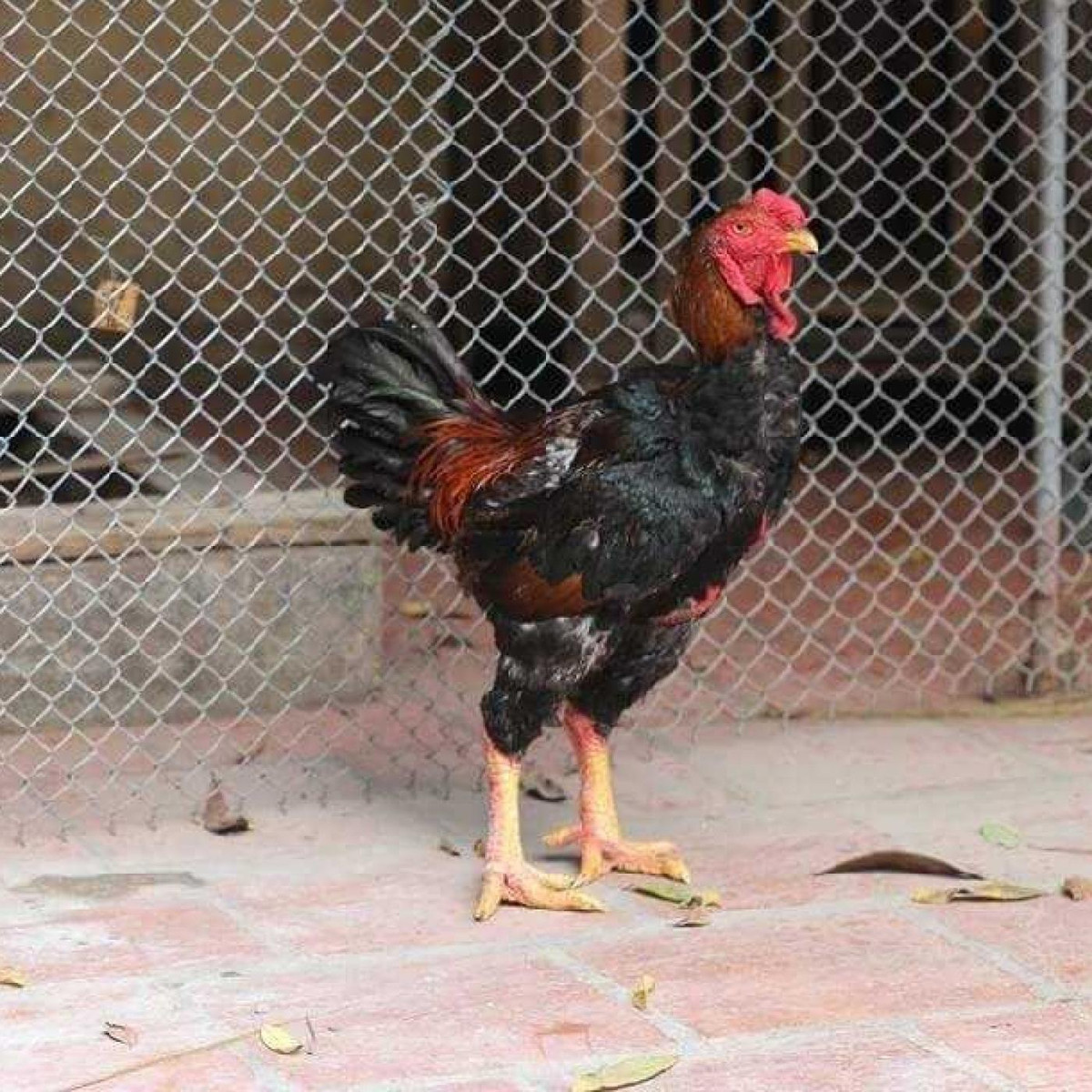 Tương truyền, giống gà Hồ trong thôn Lạc Thổ Bắc là sản vật để mang tiến vua từ thời phong kiến. Gà Hồ có đặc trưng đầu to, chân tròn cao, vẩy mịn, thịt thơm và giòn ngọt. Ảnh: Traigiongthuha