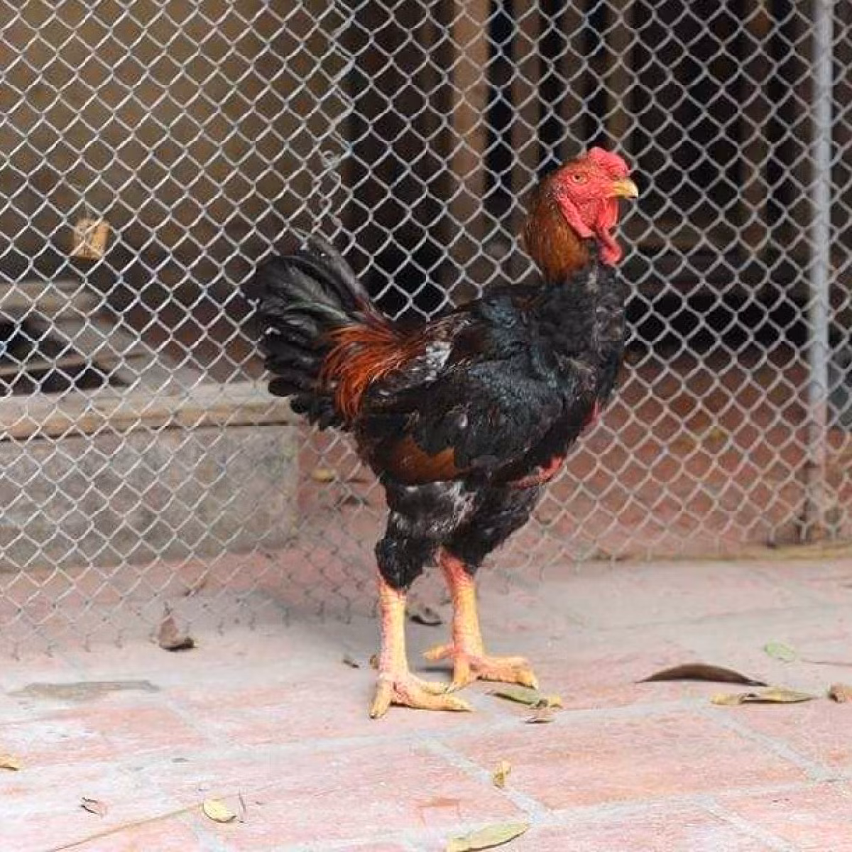 Tương truyền, giống gà Hồ trong thôn Lạc Thổ Bắc là sản vật để mang tiến vua từ thời phong kiến. Gà Hồ có đặc trưng đầu to, chân tròn cao, vẩy mịn, thịt thơm và giòn ngọt. Ảnh: Traigiongthuha