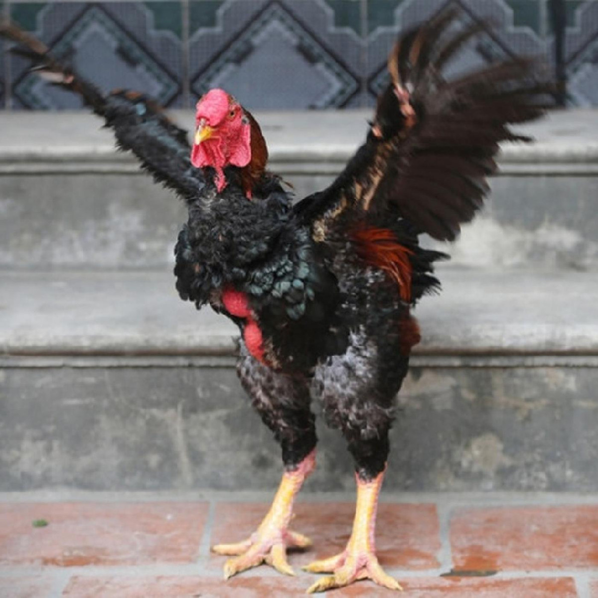 Tùy vào số lượng cân nặng, gà Hồ có giá 400.000 - 500.000 đồng/kg. Gà Hồ bán phục vụ Tết có trọng lượng từ 4 - 5kg/con nên bình quân mỗi con gà Hồ sẽ có giá từ 2 đến 3 triệu đồng/con. Ảnh: Traigiongthuha