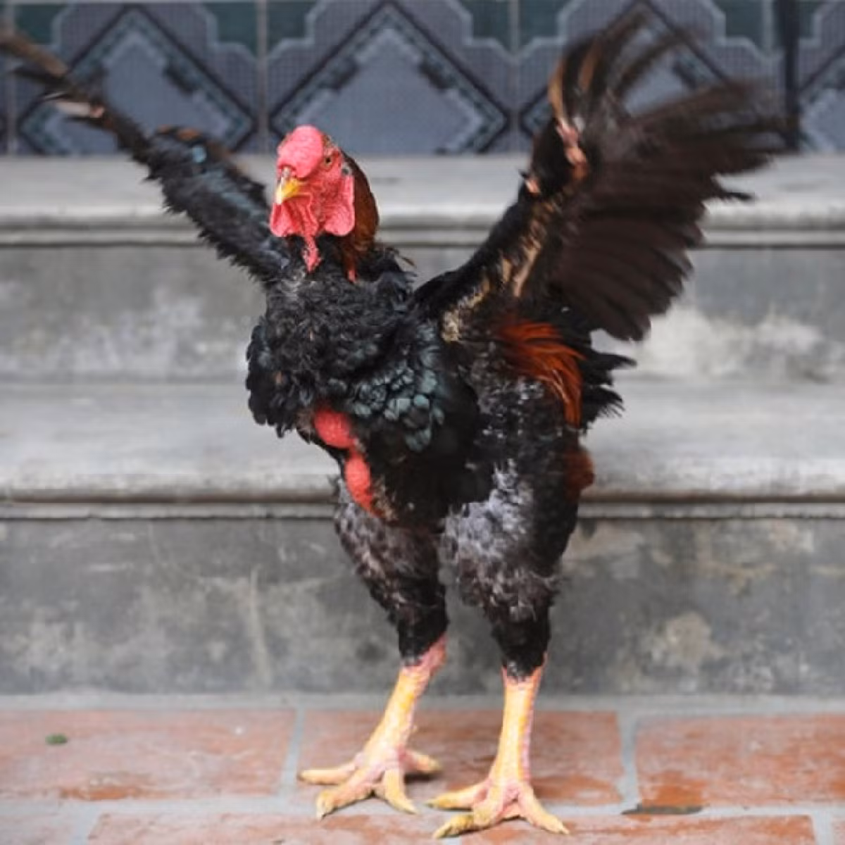 Tùy vào số lượng cân nặng, gà Hồ có giá 400.000 - 500.000 đồng/kg. Gà Hồ bán phục vụ Tết có trọng lượng từ 4 - 5kg/con nên bình quân mỗi con gà Hồ sẽ có giá từ 2 đến 3 triệu đồng/con. Ảnh: Traigiongthuha