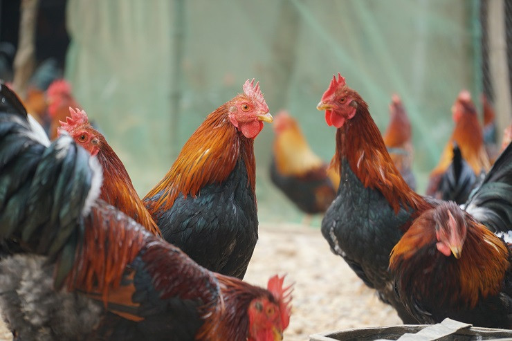 Nếu như gà trống thường chỉ có giá 90.000 - 120.000 đồng/kg thì gà “thái giám” giá 300.000 - 400.000 đồng/kg, cao gấp 3 lần. Theo đó, những con gà nặng 4kg giá 1,6 triệu đồng rất được săn đón nhưng không nhiều. Ảnh: VTC