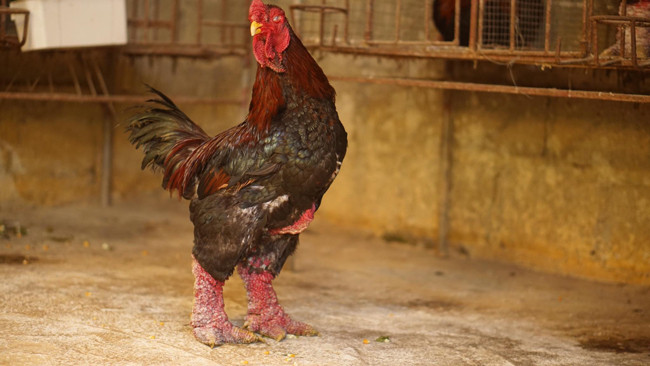 Gà Đông Tảo hay Đông Cảo là giống gà quý hiếm được giới nhà săn lùng làm quà biếu mỗi dịp Tết đến. Ảnh: Dân Việt