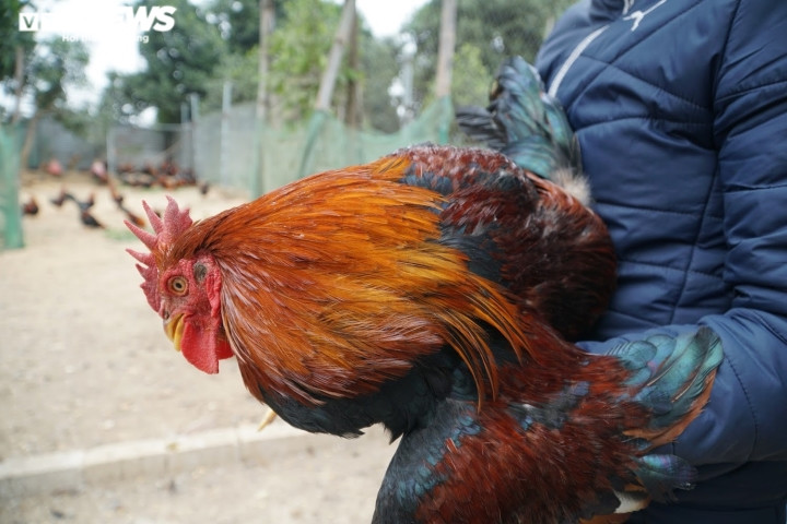 Gần Tết, các thương lái từ khắp nơi đổ về làng cổ Đường Lâm (Sơn Tây, Hà Nội) để gom mua giống gà "thái giám". Ảnh: VTCNews.