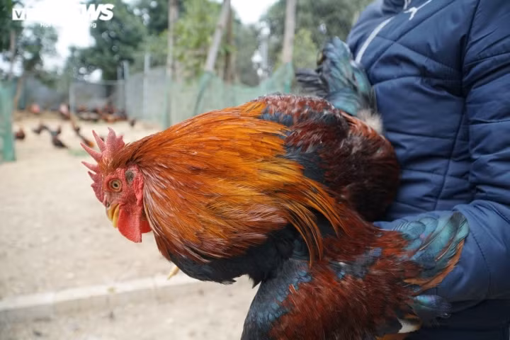 Gần Tết, các thương lái từ khắp nơi đổ về làng cổ Đường Lâm (Sơn Tây, Hà Nội) để gom mua giống gà "thái giám". Ảnh: VTCNews.