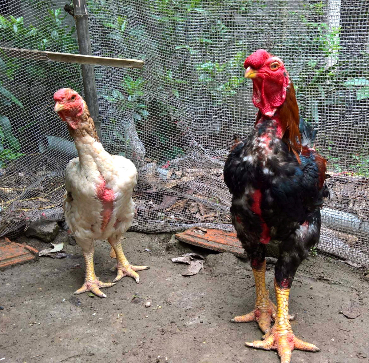 Nhiều người quan niệm rằng, trong dịp Tết Nguyên đán nếu có thịt gà Hồ trong mâm cỗ cúng tổ tiên sẽ mang lại tài lộc, thịnh vượng. Ảnh: Người lao động