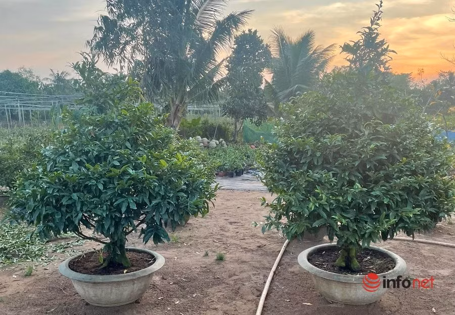 Trước đó, một đại gia Hà Nội đã chi gần trăm triệu đặt mua cặp mai vàng chơi Tết Nguyên đán. Ảnh: Infonet