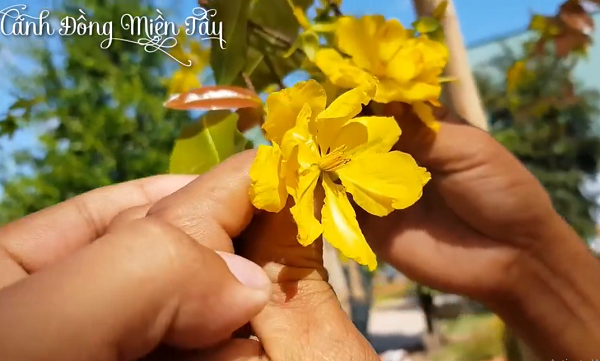 Anh Bảo mua cây mai này chỉ vì ấn tượng về kích thước và quyết định mua khi nhìn thấy những bông hoa. Ảnh chụp màn hình