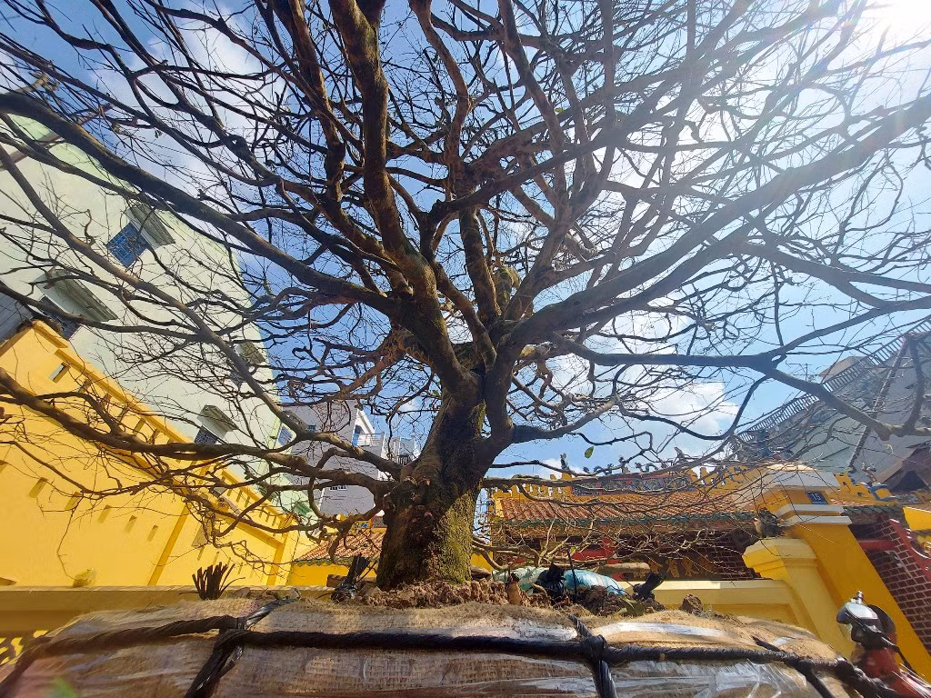 Cây phát triển hoàn toàn tự nhiên, không có bàn tay tác động của con người. Ảnh: Dân trí