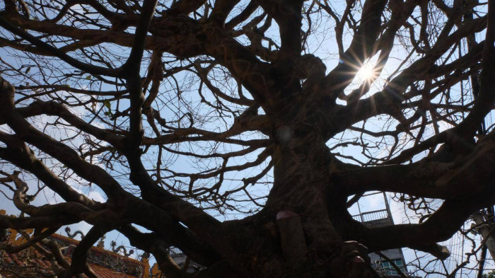 Cây mai có tuổi đời trên 50 năm, kích thước hoành 1,1 mét, tán rộng 8 mét và chiều cao 5 mét. Ảnh: Báo giao thông