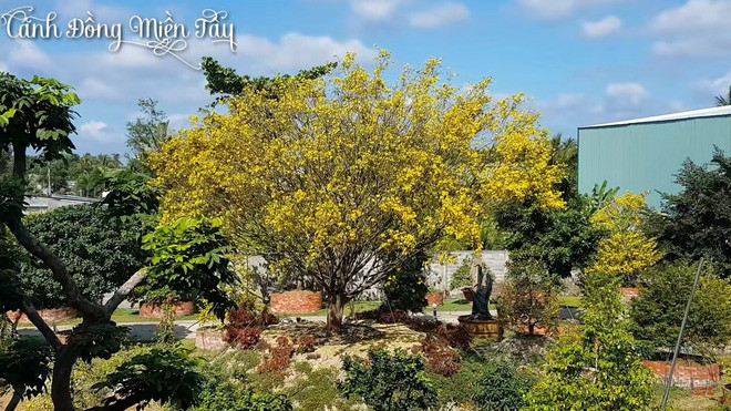 Cây mai khủng đến nỗi chỉ tính riêng tiền vận chuyển đã hơn 300 triệu đồng. Ảnh chụp màn hình