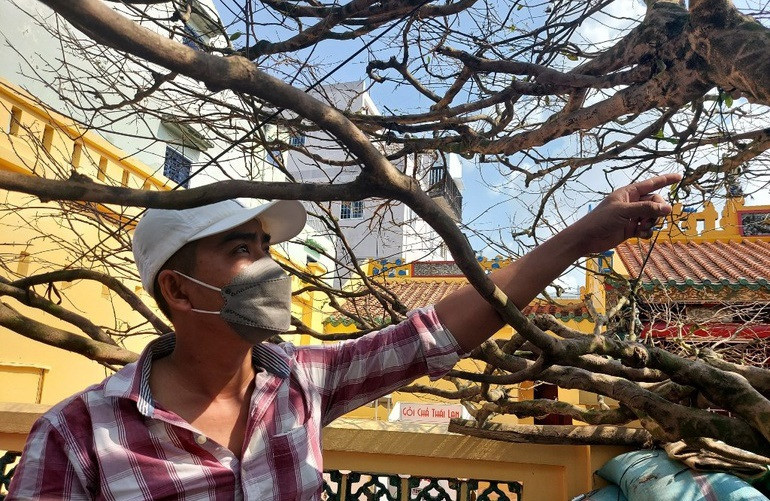 Hiện, người mua đã trả trước 2 tỷ đồng và gửi lại để tiếp tục bày ở chợ hoa Xuân. Ảnh: Dân trí