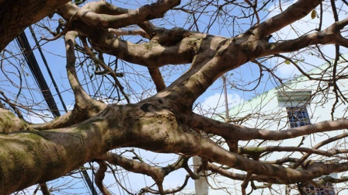 Khi cây mai vàng vừa mang trưng bày ở chợ hoa được một ngày thì có một người đến mua với giá 4 tỷ đồng. Ảnh: Báo giao thông