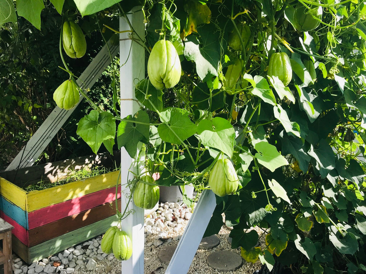 Chị Trâm thường để su su trong tủ lạnh. Vì nếu để ở nơi có ánh sáng và ấm ấp, trái su su sẽ nẩy mầm rất nhanh.