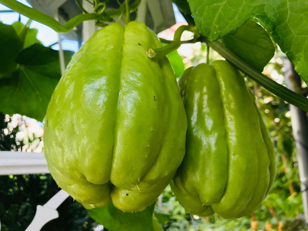 Nhiều trái to tới khoảng 700g.