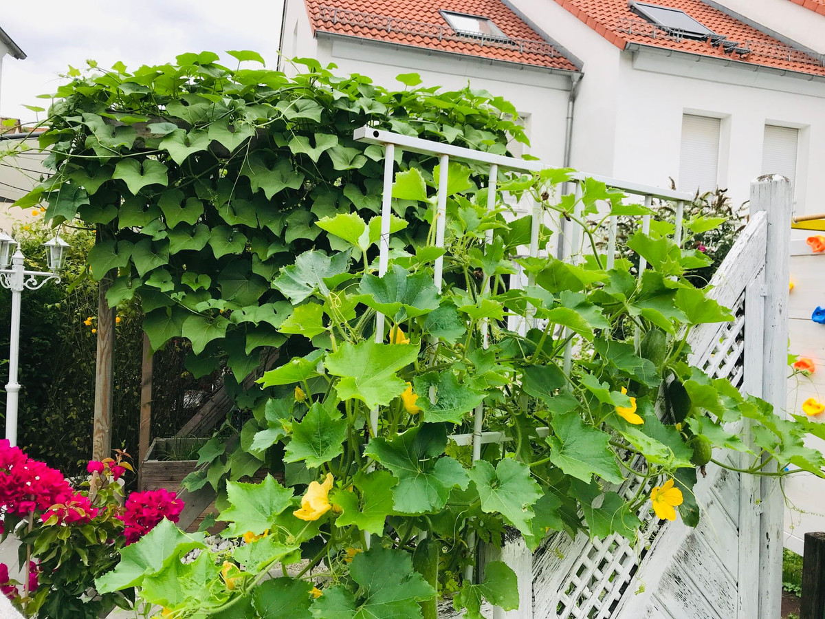 Ngoài su su, chị Mai Trâm còn trồng thêm một số cây khác như bầu bí, rau muống...