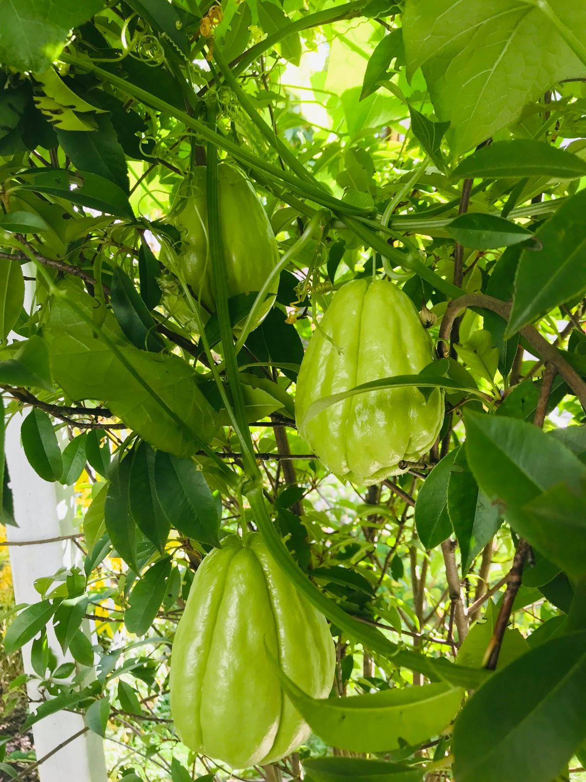 Để trong nhà cho đến khi thời tiết thật sự ấm áp và nhiệt độ không xuống dưới 0°C nữa thì đem ra vườn trồng xuống đất.