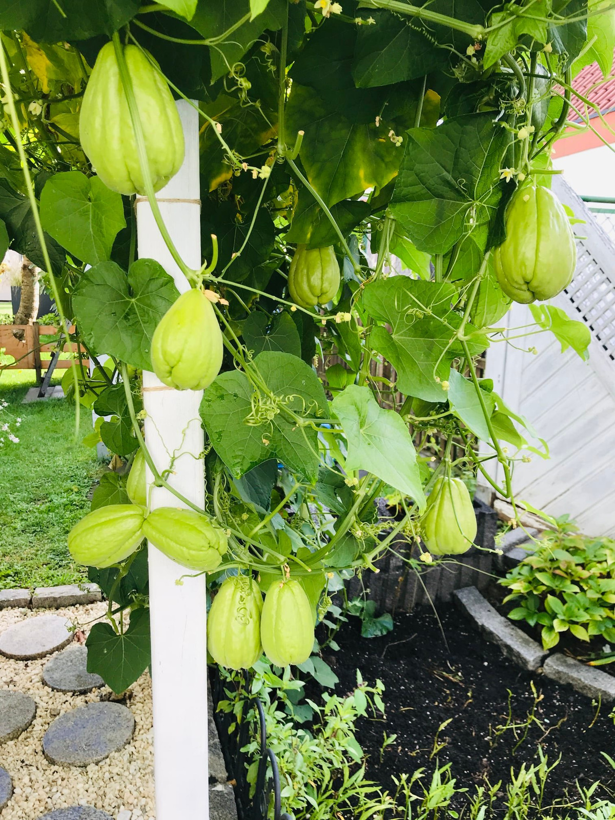 Su su nhiều ăn không hết, chị Trâm đem biếu tặng bạn bè xung quanh.