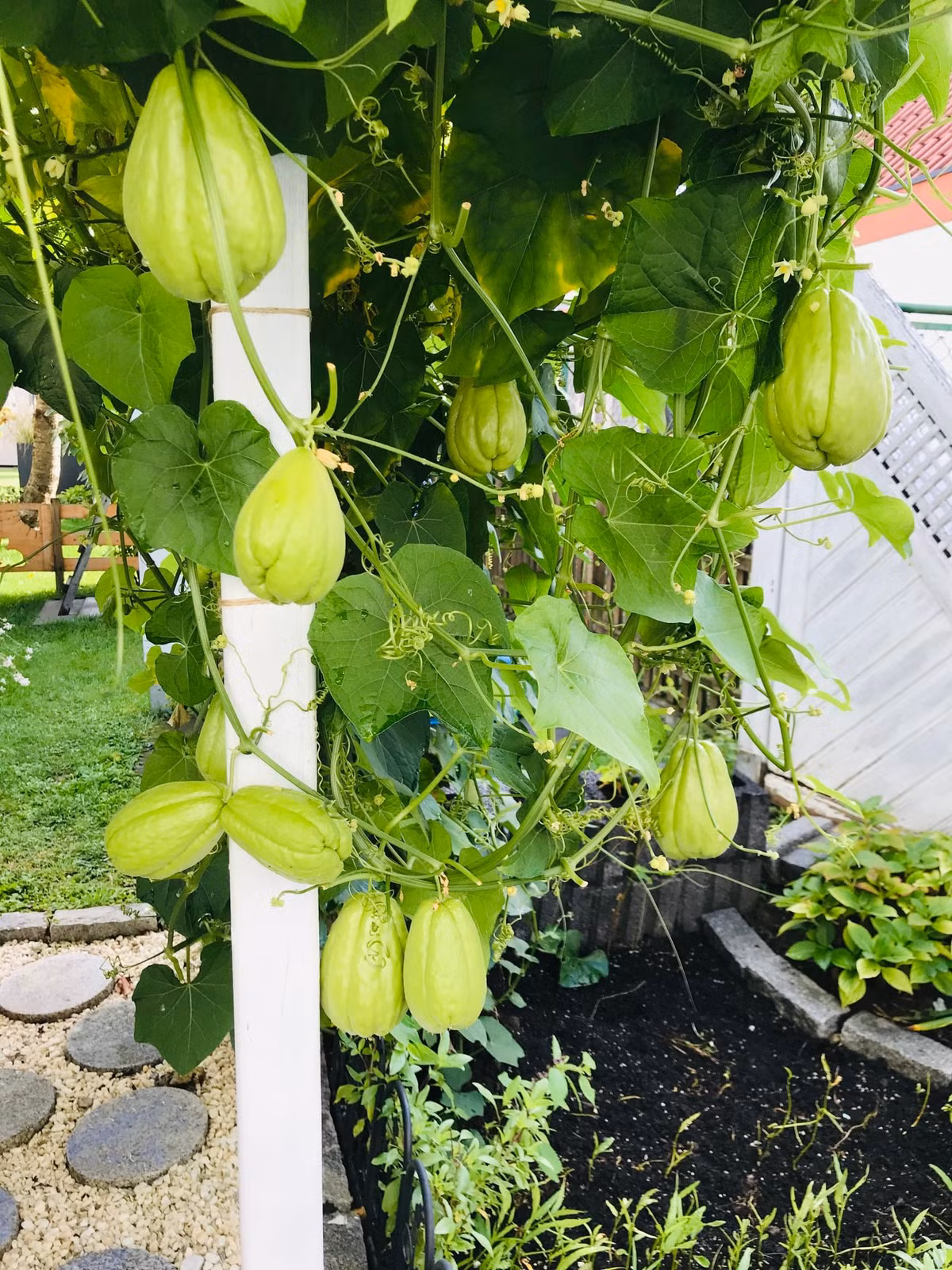 Su su nhiều ăn không hết, chị Trâm đem biếu tặng bạn bè xung quanh.