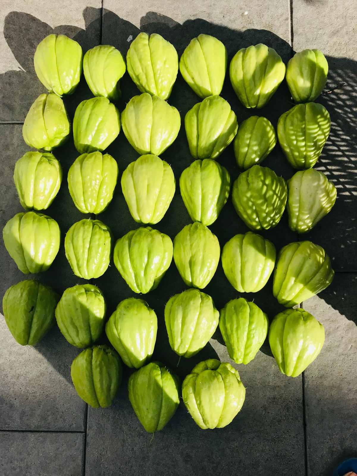 Vì thế, trước khi trời sang đông, chị Trâm thu hoạch Su Su và để lại một vài trái làm giống cho năm sau.