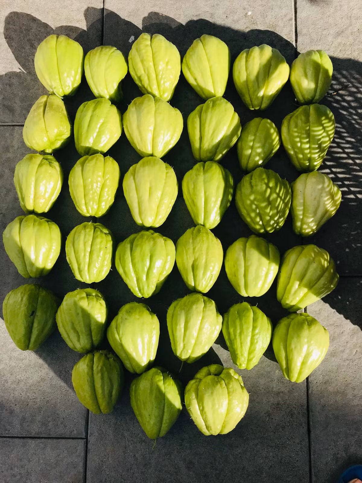 Vì thế, trước khi trời sang đông, chị Trâm thu hoạch Su Su và để lại một vài trái làm giống cho năm sau.