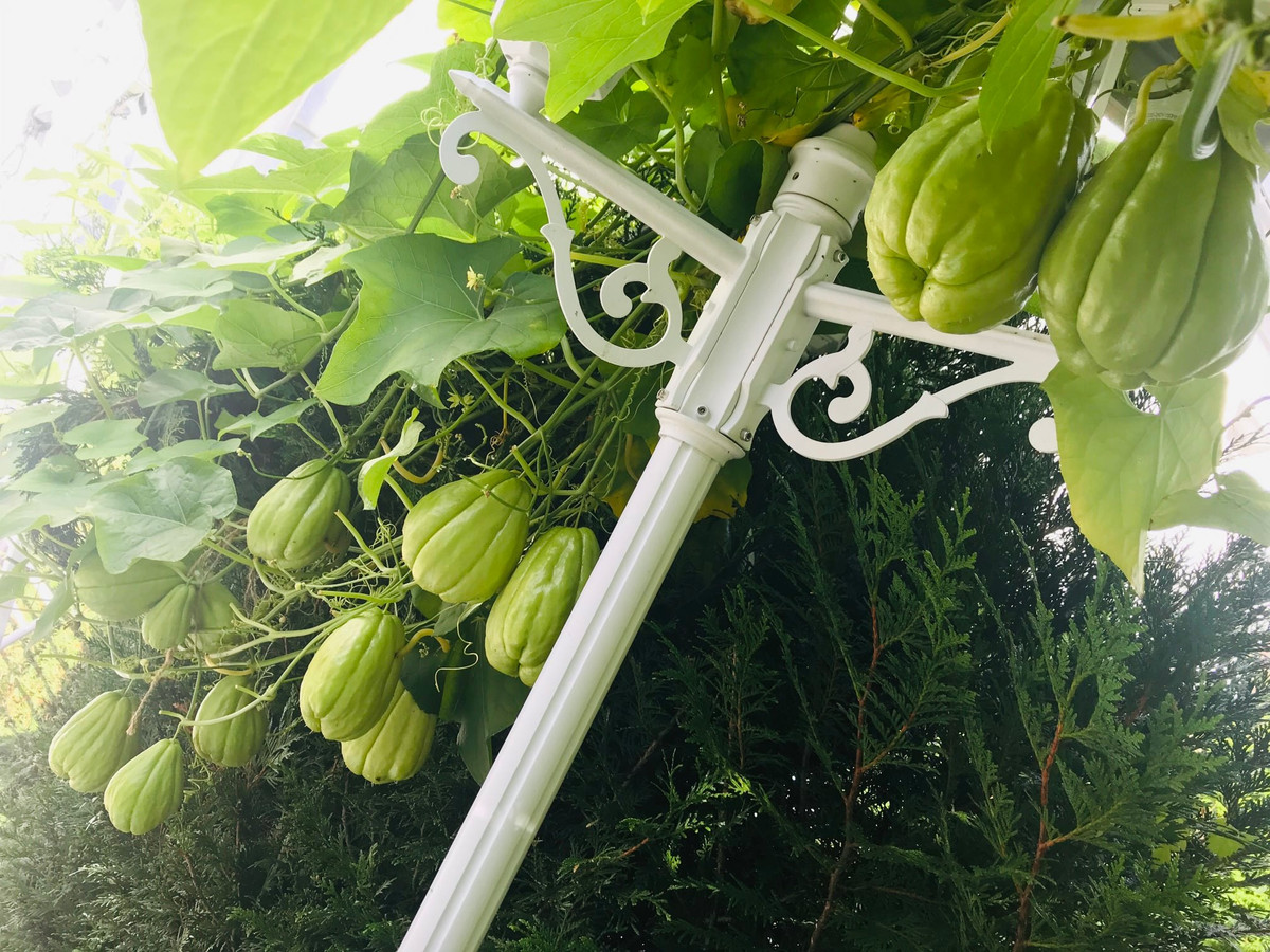 Khoảng đầu tháng 2, chị Trâm lấy su su ra để bên ngoài ấm áp. Đây là thời điểm thích hợp để su su nẩy mầm. Khi mầm xanh bắt đầu ra, chị vùi trái su su xuống đất trong chậu.