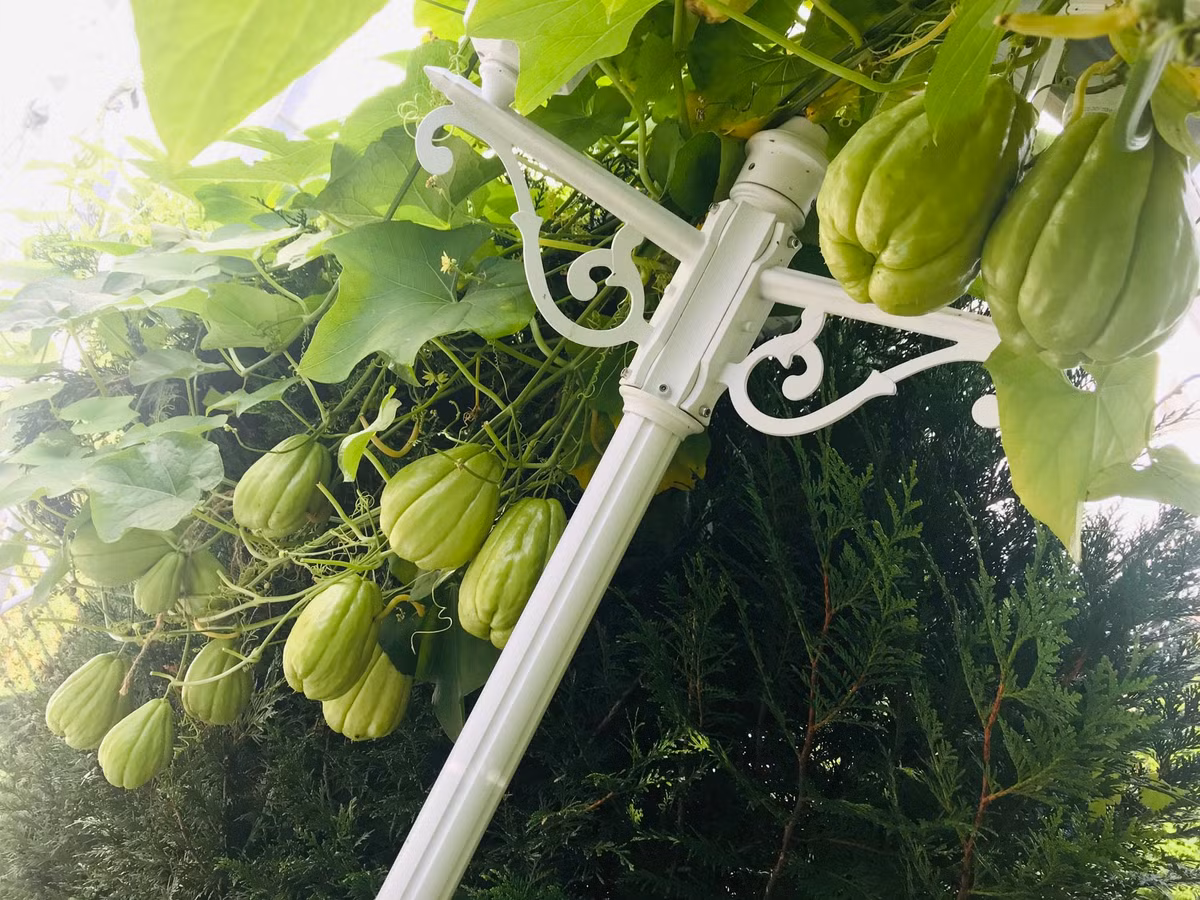 Khoảng đầu tháng 2, chị Trâm lấy su su ra để bên ngoài ấm áp. Đây là thời điểm thích hợp để su su nẩy mầm. Khi mầm xanh bắt đầu ra, chị vùi trái su su xuống đất trong chậu.