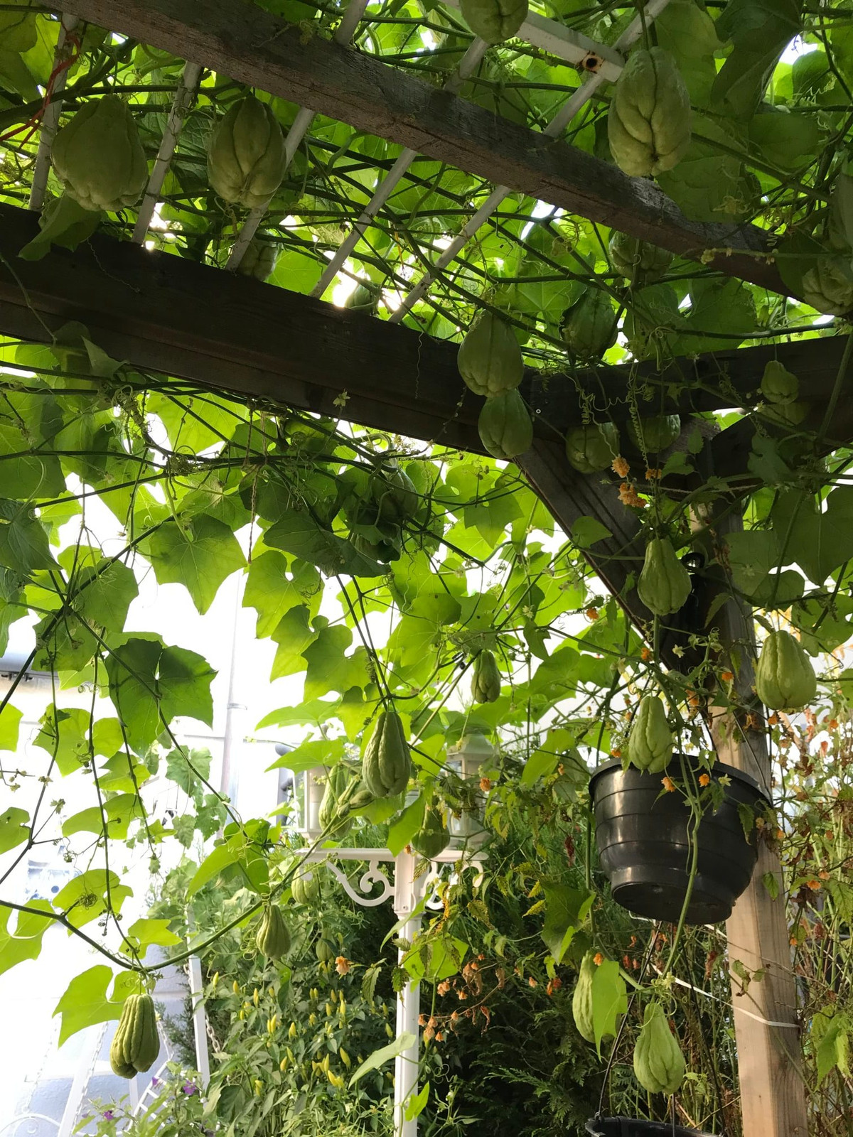 Khoảng 3 tuần/ lần, chị Trâm bón một ít phân hữu cơ và thường xuyên tưới nước để giữ độ ẩm cho cây.