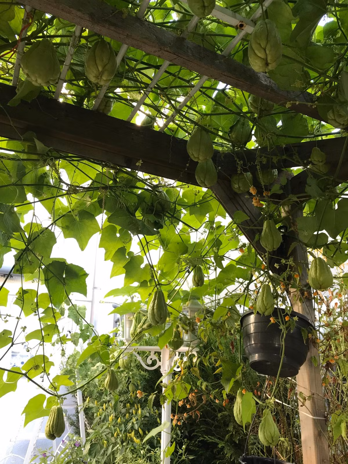 Khoảng 3 tuần/ lần, chị Trâm bón một ít phân hữu cơ và thường xuyên tưới nước để giữ độ ẩm cho cây.