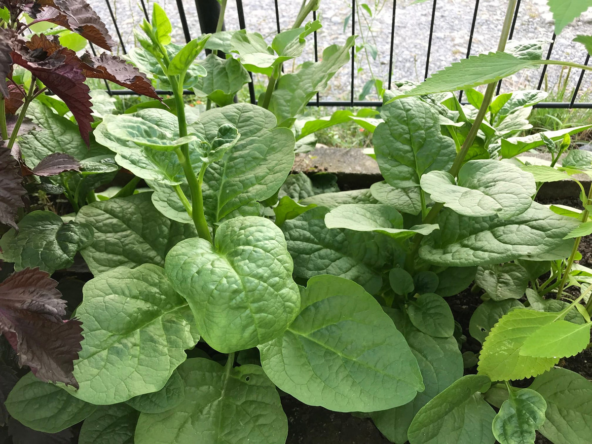 Rau mồng tơi xanh mướt. Nguồn ảnh: FB Đoàn Mai Trâm