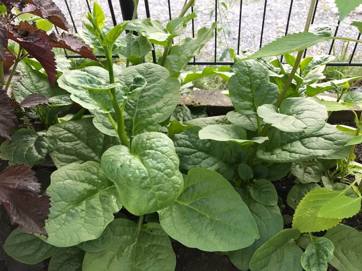 Rau mồng tơi xanh mướt. Nguồn ảnh: FB Đoàn Mai Trâm