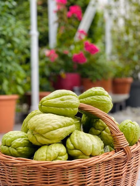 Theo chị Mai Trâm, trồng su su không khó, tùy thời tiết có ủng hộ hay không nữa. Ở Đức, vào mùa đông, cây Su Su không sống được.