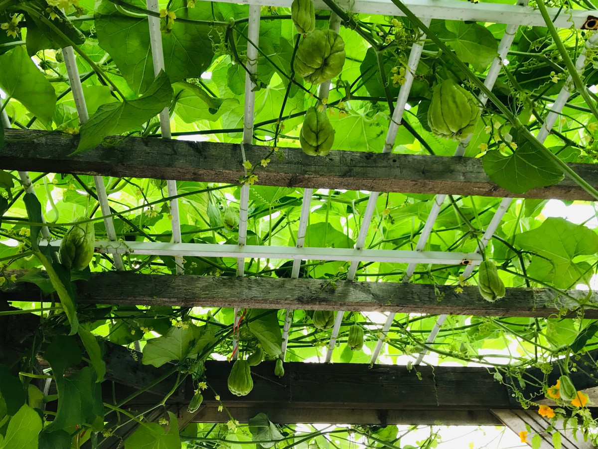 Những quả su su sở hữu vẻ ngoài căng bóng, mướt mịn.