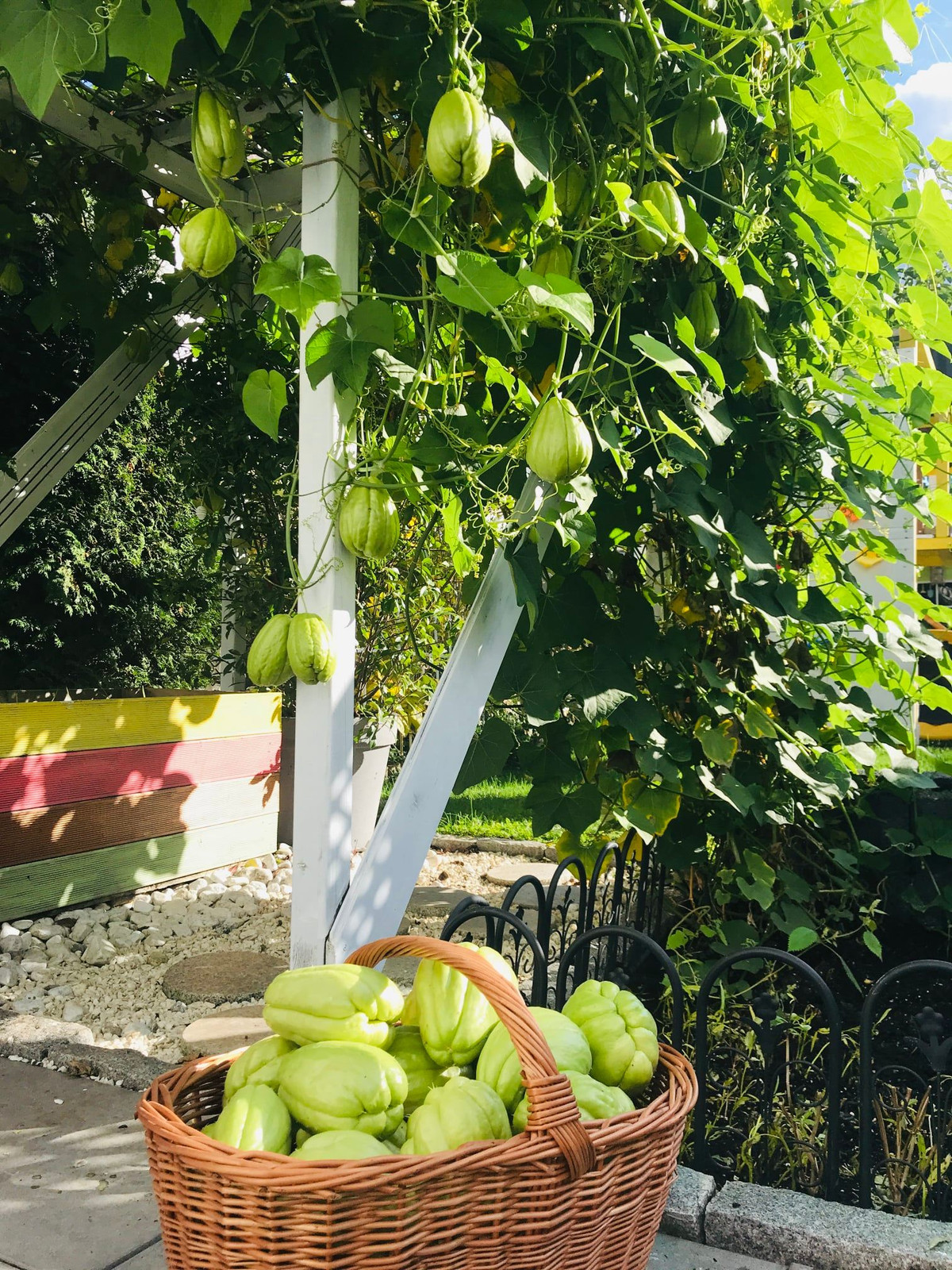 Số lượng quả su su thu hoạch được nhiều tới mức bạn bè xung quanh hay trêu đùa chị Trâm là người nhân giống su su.