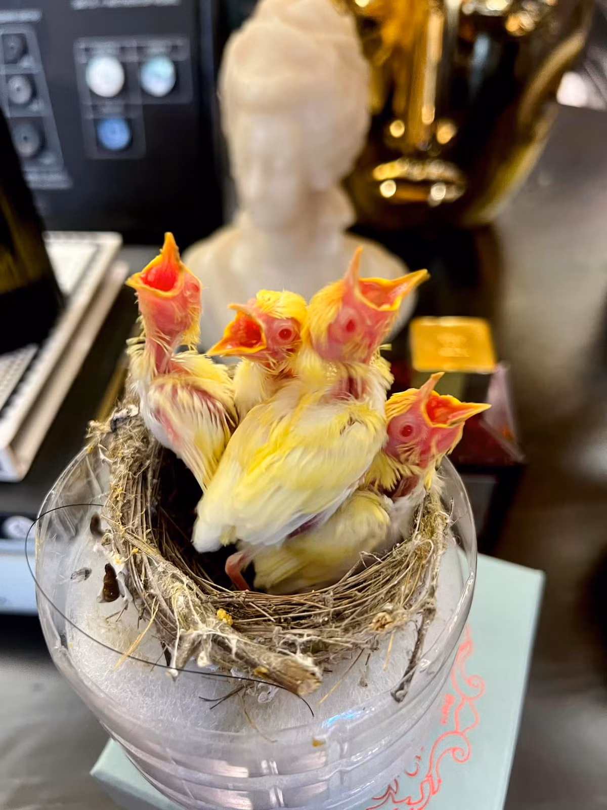 Cách đây không lâu, anh Chương Tailor khiến chi tới hơn 400 triệu đồng để mua tổ chim non đột biến. Tổ chim này có 4 con đều là hoàng khuyên (bông vàng, bụng trắng) vô cùng nổi bật. Ảnh: FBNV