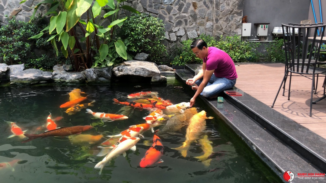 Với kinh phí đầu tư cơ sở vật chất gần 15 tỷ đồng, cùng số cá Koi trưng bày lên đến 30 tỷ đồng, Ruby Koi Farm của anh Thắng có nhiều loại cá Koi đa dạng với mức giá dao động từ vài triệu đến 200 triệu đồng. Ảnh: Rubykoifarm